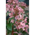 Hortensie "Dharuma" 25-40cm la ghiveci de 0.7L