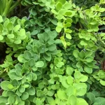 Berberis Green Carpet_plantesiflori.ro