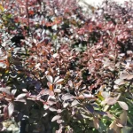 Dracila Târâtoare ”Berberis thunbergii”_plantesiflori.ro
