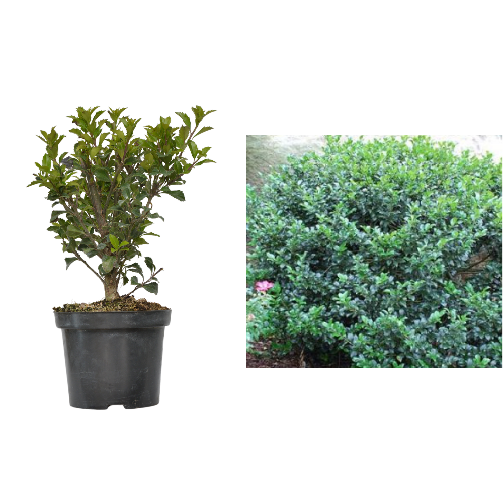 Ilex-Blue-Prince2_plantesiflori.ro