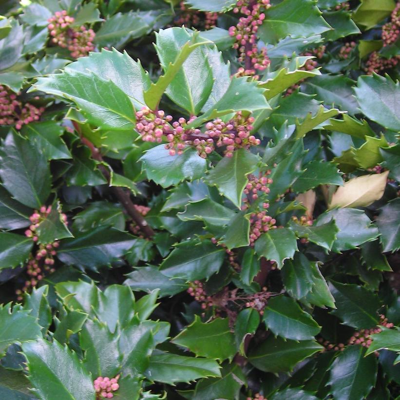 Ilex-Blue-Prince_plantesiflori.ro