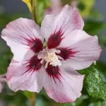 Hibiscus syriacus Hamabo_plantesiflori.ro