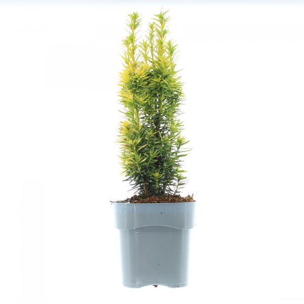 Taxus baccata 'David'2_plantesiflori.ro