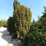 Taxus baccata 'David'_plantesiflori.ro