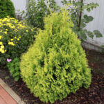 Tuia Kornik_plantesiflori.ro