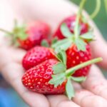 Căpșun de cultură_plantesiflori.ro