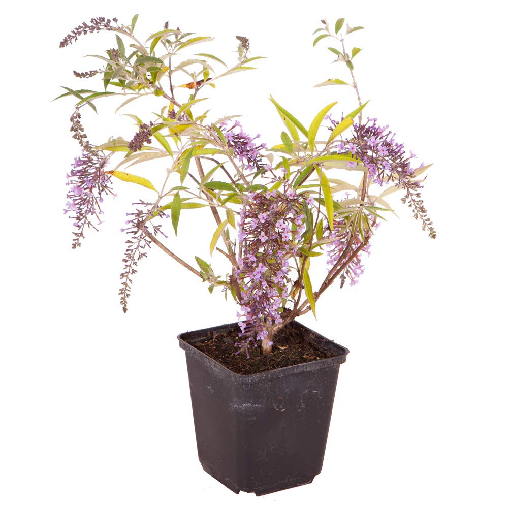 Liliac de vară1_plantesiflori.ro.webp