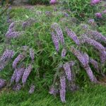 Liliac de vară_plantesiflori.ro.webp