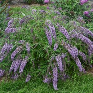 Liliac de vară_plantesiflori.ro.webp
