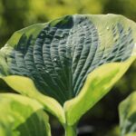 Hosta American Halo_plantesiflori.ro