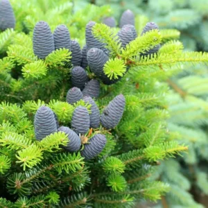 Abies koreana_plantesiflori.ro