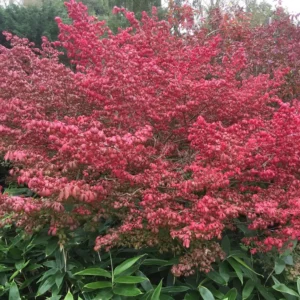 Alatus Compactus_plantesiflori.ro