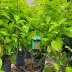 Cornus alba Aurea_plantesiflori.ro