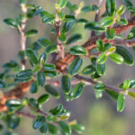 Cotoneaster Skogholm la ghiveci mare_plantesiflori.ro