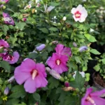 Hibiscus syriacus Pink Flirt_plantesiflori.ro
