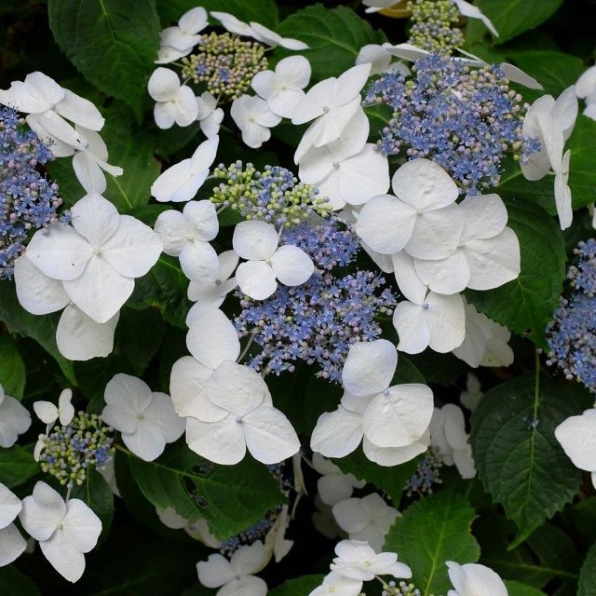 Hortensie Libelle_plantesiflori.ro
