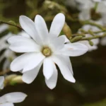 Magnolia Stellata_plantesiflori.ro