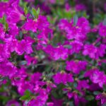 Rhododendron Geisha_plantesiflori.ro