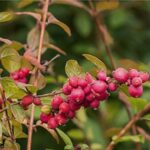 Symphoricarpos orbiculatus_plantesiflori.ro