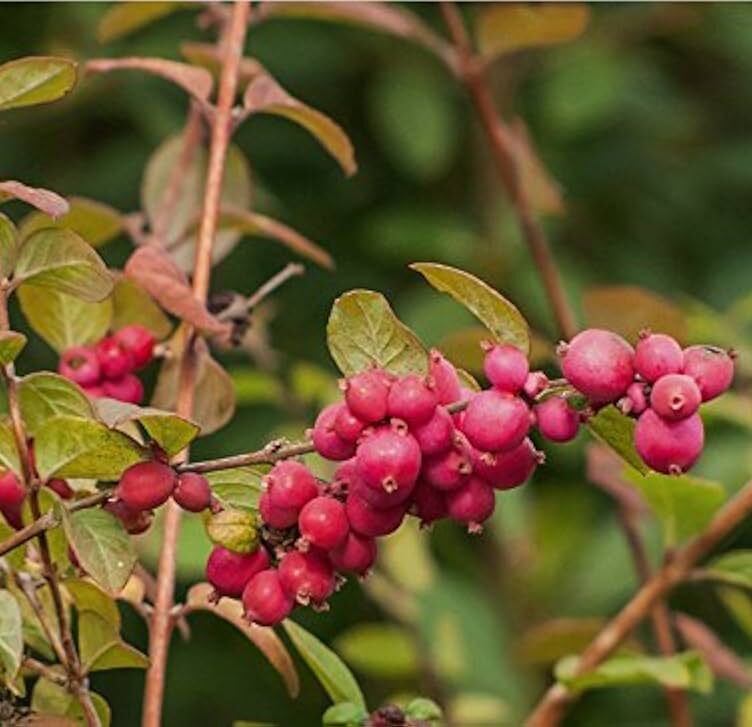 Symphoricarpos orbiculatus_plantesiflori.ro