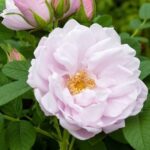 Trandafir hibrid Schneekoppe_plantesiflori.ro