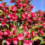 Weigela Eva Rathke_plantesiflori.ro
