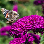 Buddleja Royal Red2_plantesiflori.ro