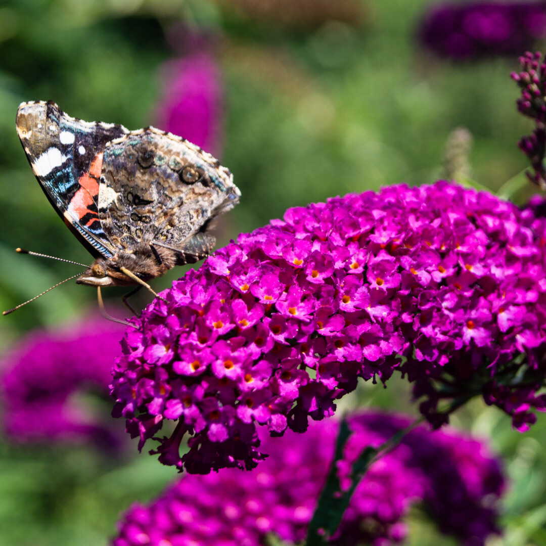 Buddleja Royal Red2_plantesiflori.ro