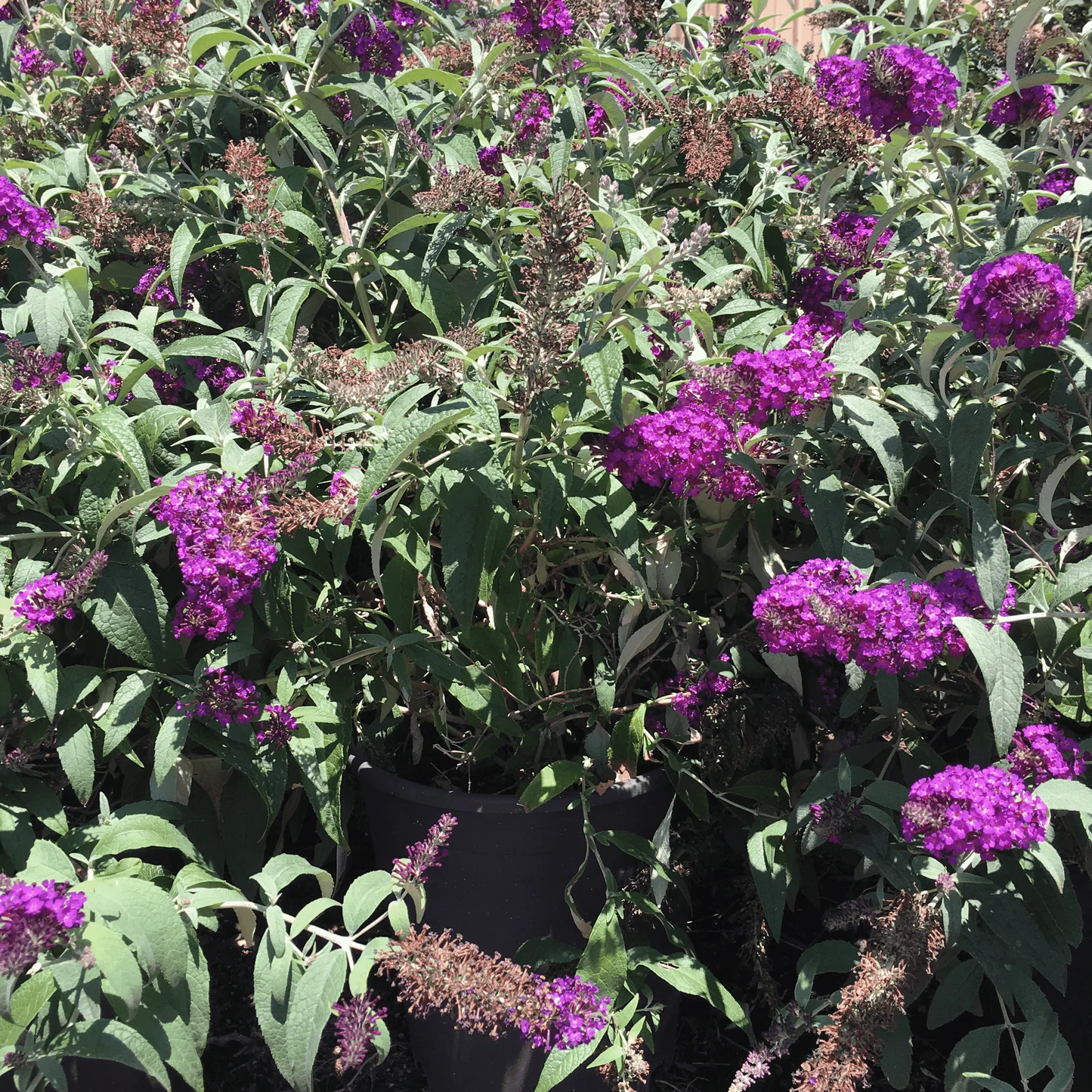 Buddleja Royal Red_plantesiflori.ro