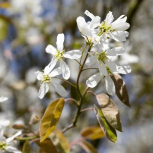 Amelanchier Lamarckii_plantesiflori.ro