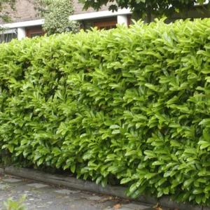 Laurocires_plantesiflori.ro