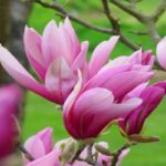 Magnolie Ricki1_plantesiflori.ro