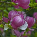 Magnolie Rustica Rubra1_plantesiflori.ro