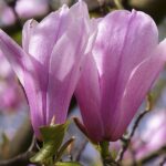 Magnolie Verbanica2_plantesiflori.ro