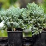 Picea Echiniformis1_plantesiflori.ro