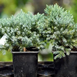 Picea Echiniformis1_plantesiflori.ro