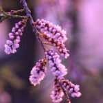 Tamarix1_plantesiflori.ro