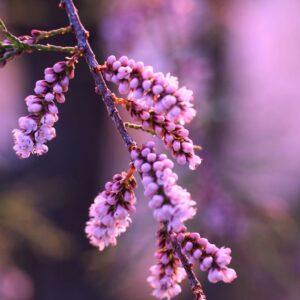 Tamarix1_plantesiflori.ro