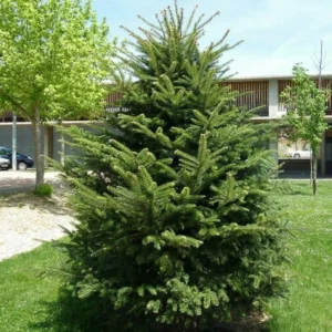 Brad Românesc_plantesiflori.ro