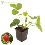 Căpșun Korona_plantesiflori.ro