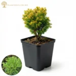 Chiparos Siberian_pantesiflori.ro