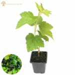 Coacăz Negru_plantesiflori.ro