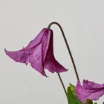 Heather Herschell_plantesiflori.ro