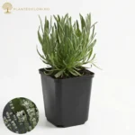 Lavandin Edelweiss_plantesiflori.ro
