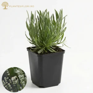 Lavandin Edelweiss_plantesiflori.ro