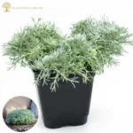 Pelin Decorativ_plantesiflori.ro