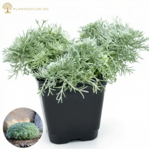 Pelin Decorativ_plantesiflori.ro