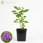 Phlox Laura_plantesiflori.ro