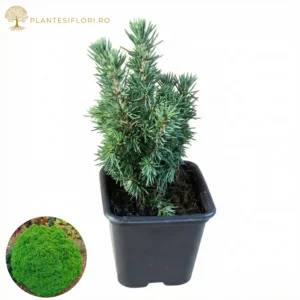 Picea Alberta Globe_plantesiflori.ro