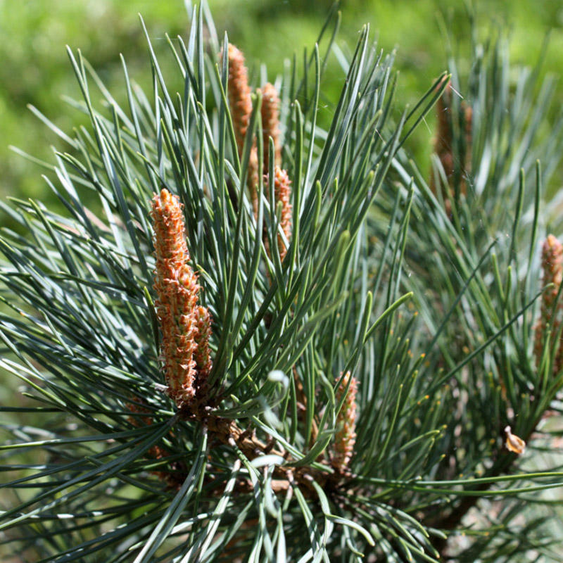 Pinus Sylvestris1_plantesiflori.ro